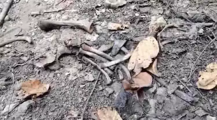 CG BREAKING: हाथी के शावक की मौत, PM रिपोर्ट में हुआ बड़ा खुलासा