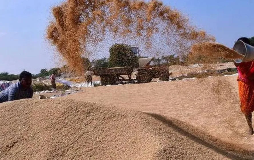 जबलपुर में 30 करोड़ का धान घोटाला12 थानों में 74 लोगों पर FIR