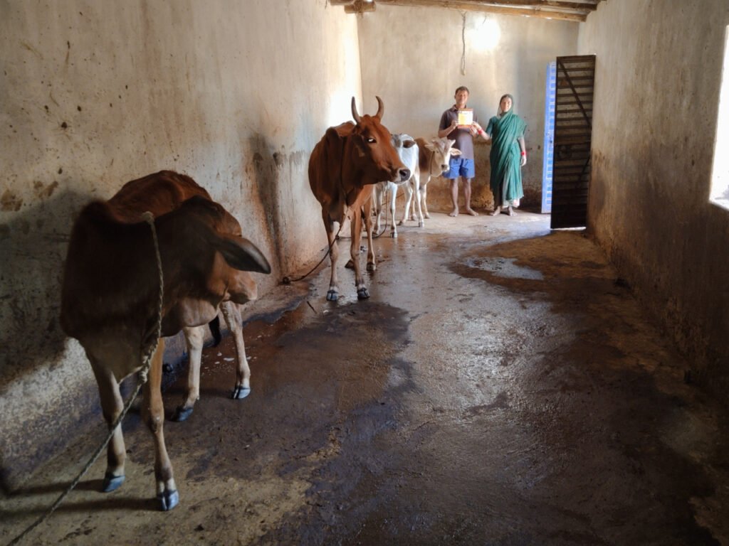 राज्य शासन के सहयोग से गौ पालक राजाराम का जीवन हुआ खुशहाल