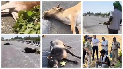 रफ्तार की मार: भारतमाला रोड पर 7 बैल घायल, 5 की घटनास्थल पर मौत