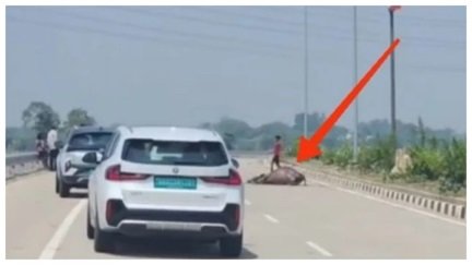 उरगा-बिलासपुर हाईवे पर अवैध वसूली का मामला, मृत मवेशी रखकर रोका यातायात