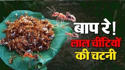 चींटियों से तैयार होती है यह खास चटनी, बस्तर की पहचान बनी चापड़ा