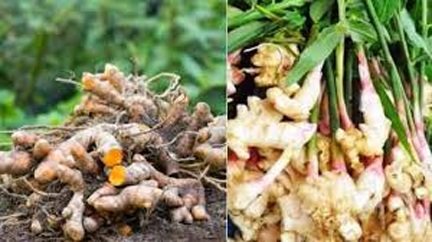 हल्दी-अदरक की खेती के लिए 49,800 रुपये तक अनुदान