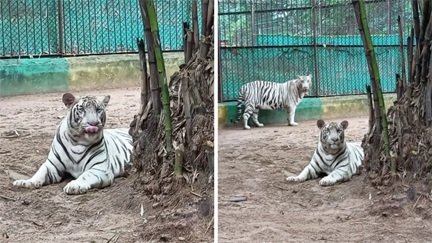 एक जोड़ी से 13 व्हाइट टाइगर, मैत्री बाग ने रचा इतिहास