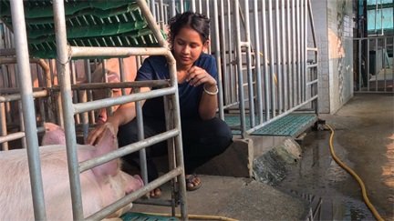 आधुनिक सूकरपालन से स्वरोजगारः 400 से अधिक सूकरों के साथ ग्रेसी ने लिखी सफलता की नई इबारत