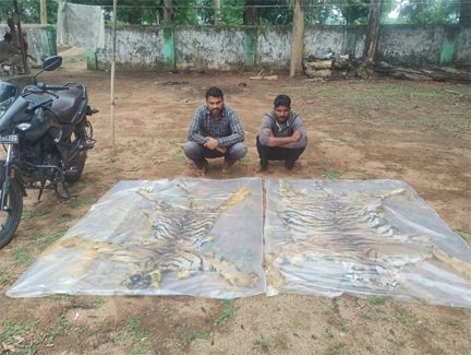 वन विभाग की बड़ी कार्रवाई : दो बाघ की खाल के साथ दो तस्कर गिरफ्तार