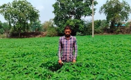 प्राकृतिक खेती को बढ़ावा देने की पहल ला रही बदलाव, हरी खाद अपनाकर आत्मनिर्भर खेती की राह पर बढ़ रहे किसान