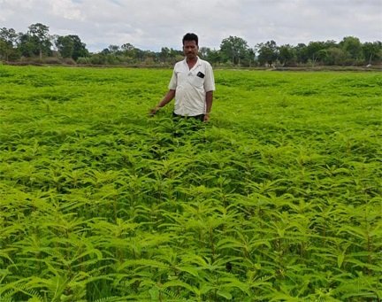 हरी खाद से संवर रही खेतों की सेहत, प्राकृतिक खेती की मिसाल बने किसान नरेंद्र सिंह