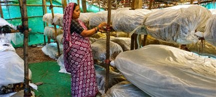 मुख्यमंत्री विष्णुदेव साय के नेतृत्व में ग्रामीण महिलाओं की आत्मनिर्भरता को मिल रही नई उड़ान