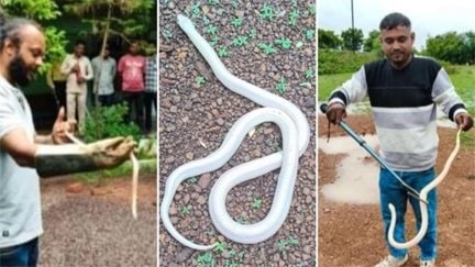 दुर्ग में मिला अनोखा करैत, दुर्लभ प्रजाति ने खींचा ध्यान