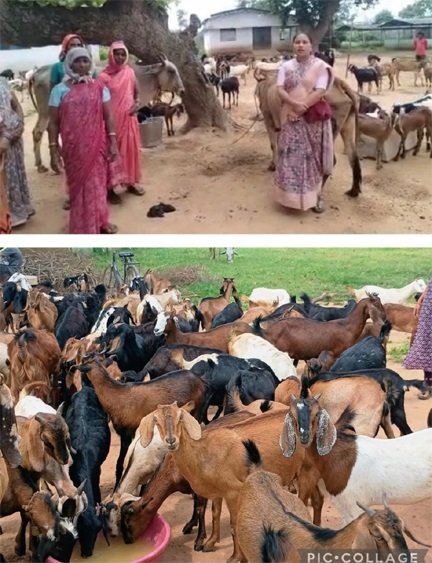 संघर्ष से स्वावलंबन- धमतरी की छिपली दीदियों ने बकरी पालन से शुरू कर खड़ा किया बहुआयामी आजीविका का साम्राज्य