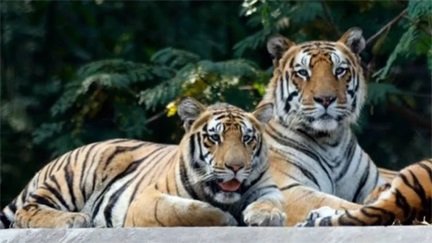 टाइगर प्रोजेक्ट को रफ्तार, MP से आएंगे 5 बाघ
