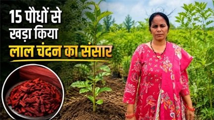 लाल चंदन की खेती से रची सफलता की नई कहानी