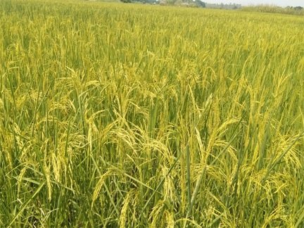डिजिटल क्रॉप सर्वे में सारंगढ़-बिलाईगढ़ प्रदेश में अव्वल, 87 प्रतिशत कार्य के साथ प्रथम स्थान