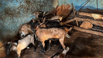 बिहान और प्रधानमंत्री मुद्रा योजना से सविता रजक के सपनों को मिले पंख, बकरी पालन से हर महीने कमा रहीं 10 हजार रुपये
